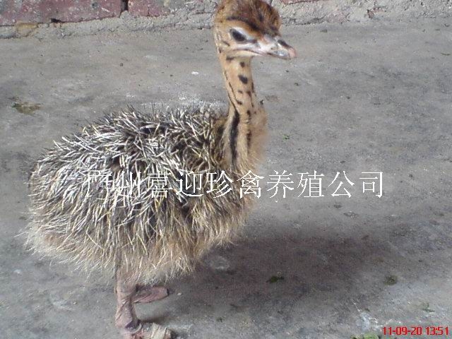 ±