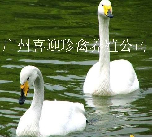ֳ۸