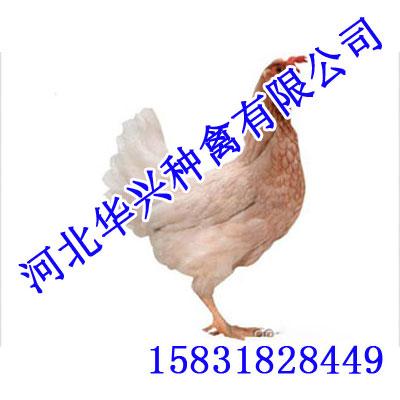 ּ(ּ)
