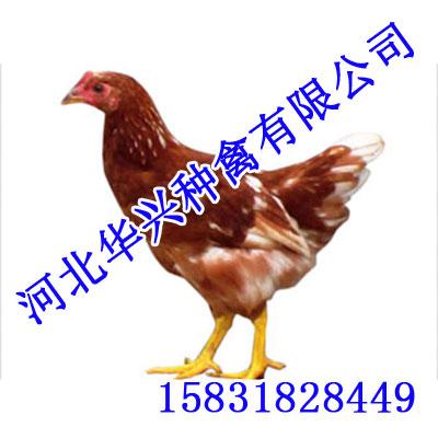 (003)