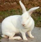 ɽʢó깩Ӧ̡