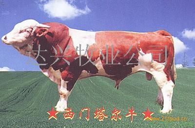 ţǮţ۸