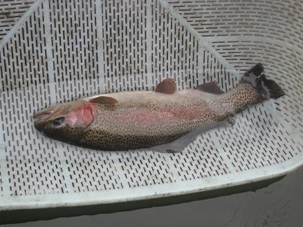 (4cm)