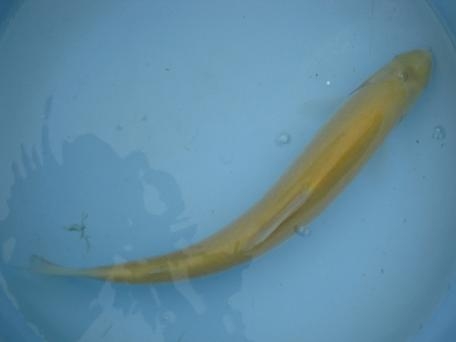 (3cm)