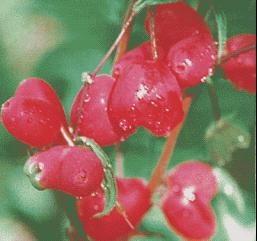 ޺˽(32)
