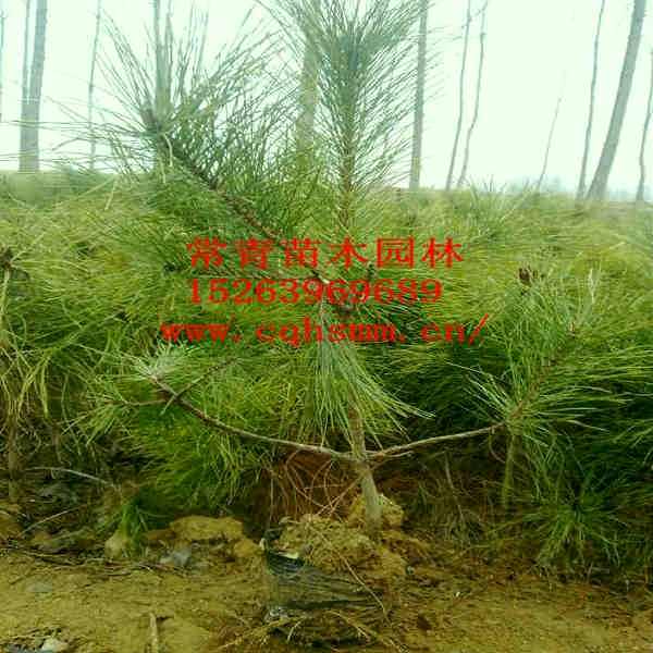 Ӧɵ硢