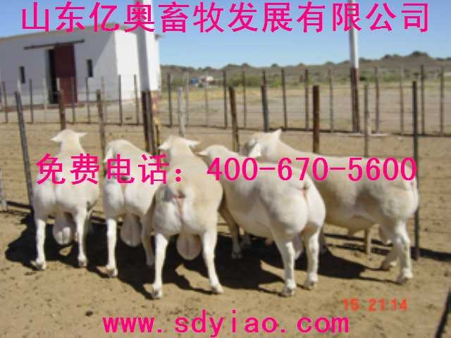 央视七套致富经养羊致富经养殖羊