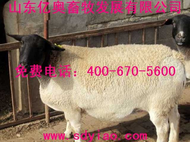 中央七套致富经养羊cctv7致