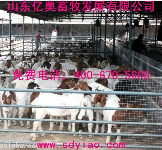 山东好的养羊地-正规的养