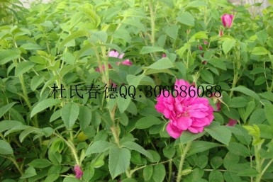 عӦʳõС