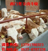 肉牛引种肉牛选育尽在-国珍牧
