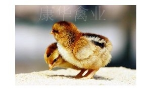 Զ鼦()