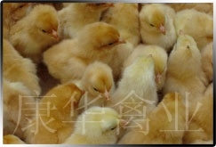 Ƽ磬