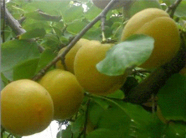 Ӽ۸(5)