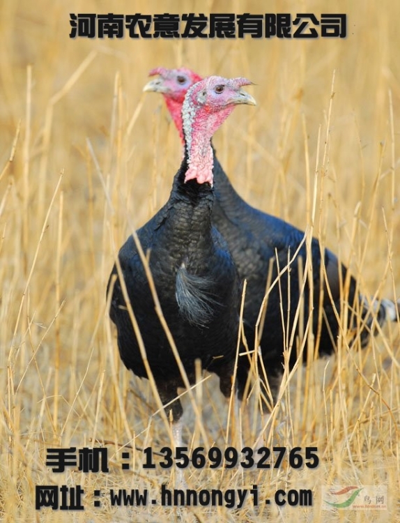 Ȼ(Ȼ)