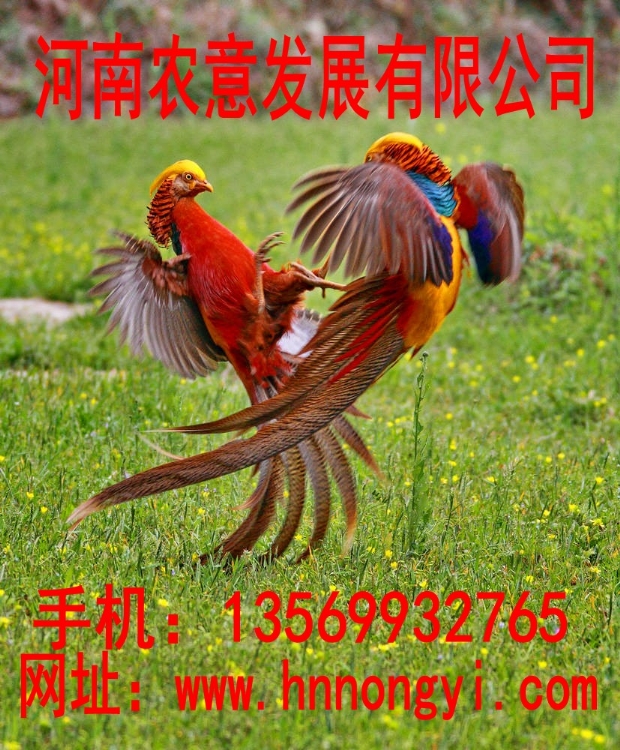 츹ֳ(츹ֳ)