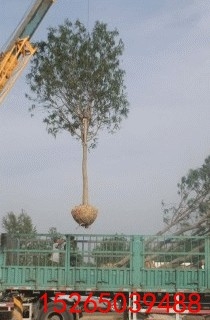 ɹŹ۸۸