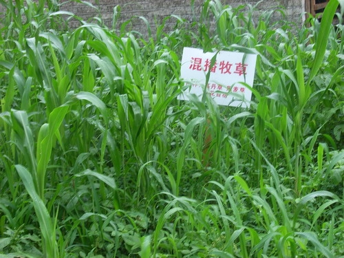 ī