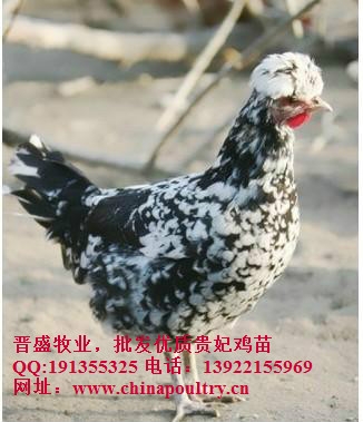 临汾贵妃鸡批发,原平贵妃鸡批发