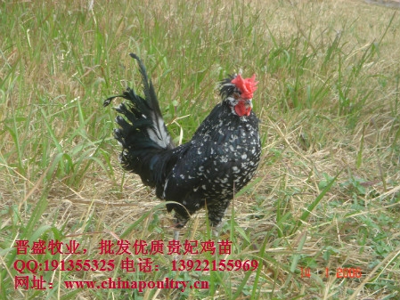 忻州贵妃鸡批发,河津贵妃鸡批发