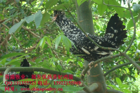 潞城贵妃鸡批发,长治贵妃鸡批发