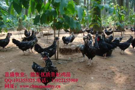 阳泉贵妃鸡批发,大同贵妃鸡批发
