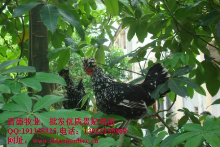 山西贵妃鸡批发,宿迁贵妃鸡批发
