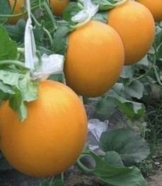(ú)