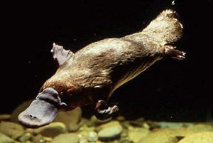 ļī˫