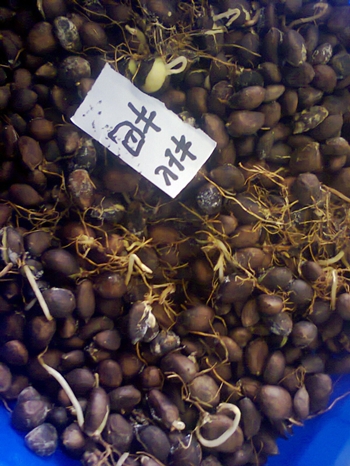 乌桕树种子价格