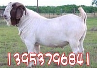 ɹֳ(ɹֳ)