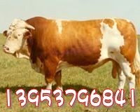 西门塔尔牛牛犊价格