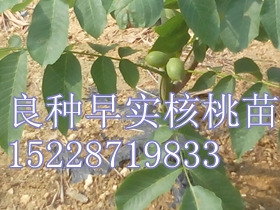 9818磬