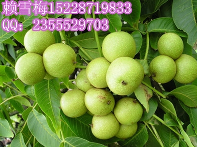 Ĵ9818磬