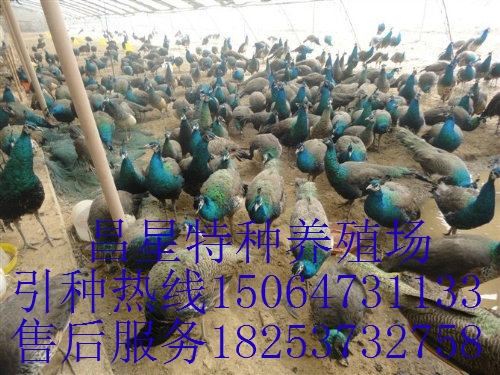 ȸǮһֻȸ