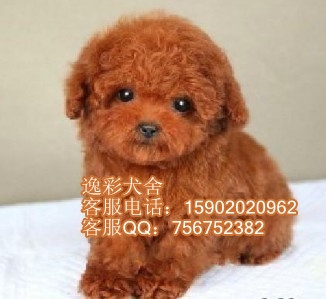 麣ȥݲȮ
