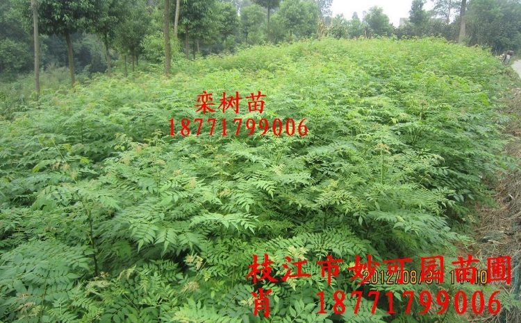 磬˲
