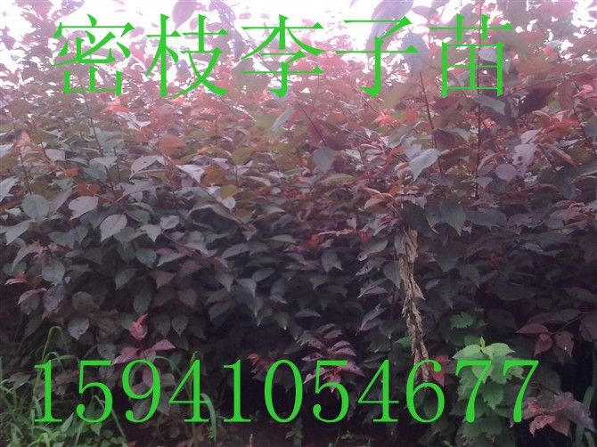 ֦Ҷ-֦Ҷ