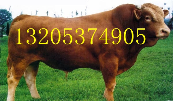 ֳ(3621055)
