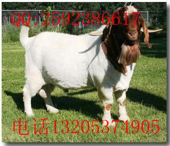 Ž³ţг۸