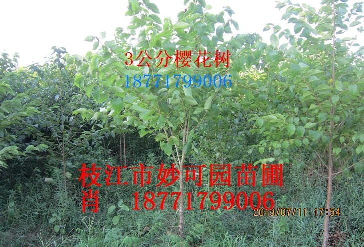 直径3公分红花樱花树|湖北樱花