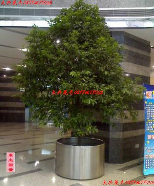 칫ֲ(180cm)