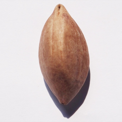 魺ִûǳü