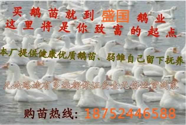 ۸Ǯһֻ