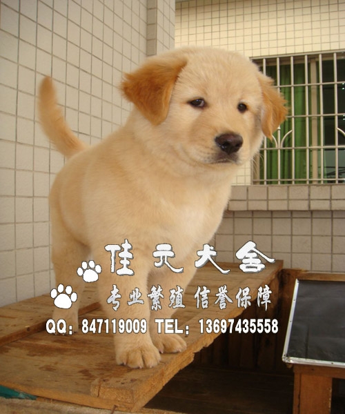 深圳哪里有狗场深圳哪有纯种金毛
