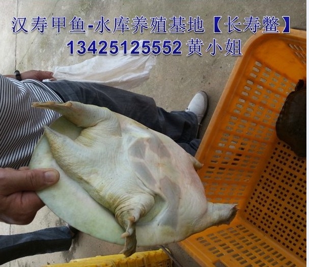 韶关生态甲鱼_韶关生态甲鱼批发