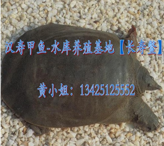 ̬_̬