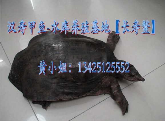 Ұ_Ұл