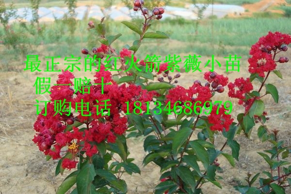 ޱ(10-50)
