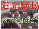 13773916527